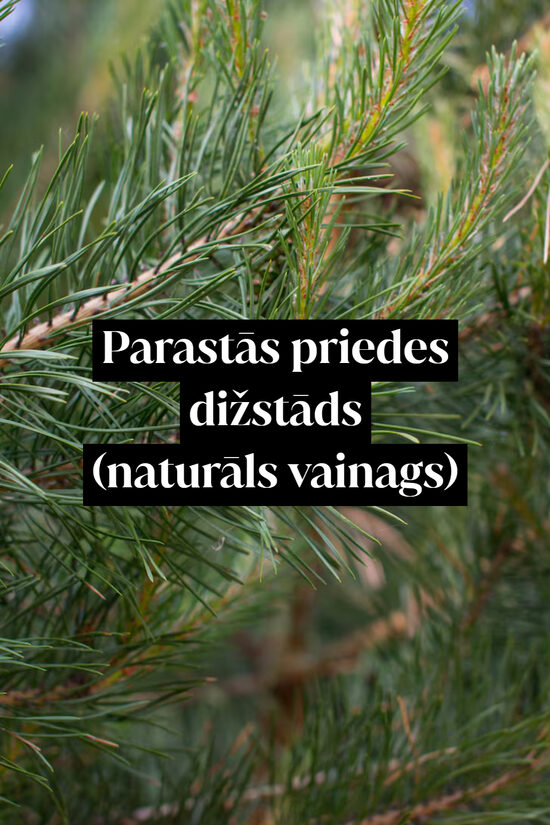 Parastās priedes dižstāds - naturāla vainaga forma, 2 dažādi izmēri
